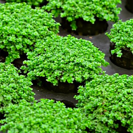 Image 1 - Hemianthus callitrichoides Cuba - Plante en pot pour aquarium Aqua Store