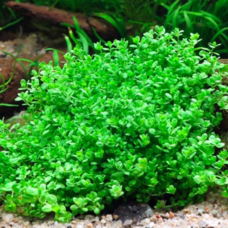 Image 2 - Hemianthus callitrichoides Cuba - Plante en pot pour aquarium Aqua Store