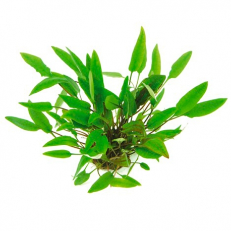 Cryptocoryne Affinis - Plante pour aquarium Aqua Store