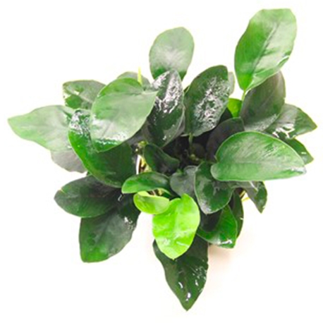 Anubias barteri var.nana - Plante en pot pour aquarium Aqua Store