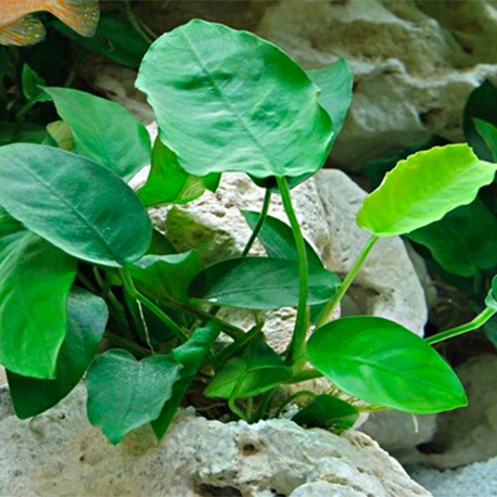 Image 1 - Anubias barteri var.nana - Plante en pot pour aquarium Aqua Store