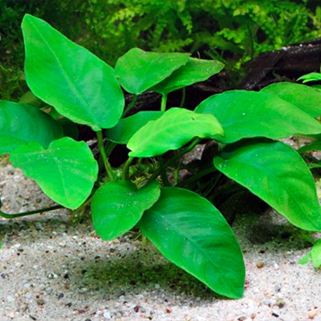 Image 2 - Anubias barteri var.nana - Plante en pot pour aquarium Aqua Store
