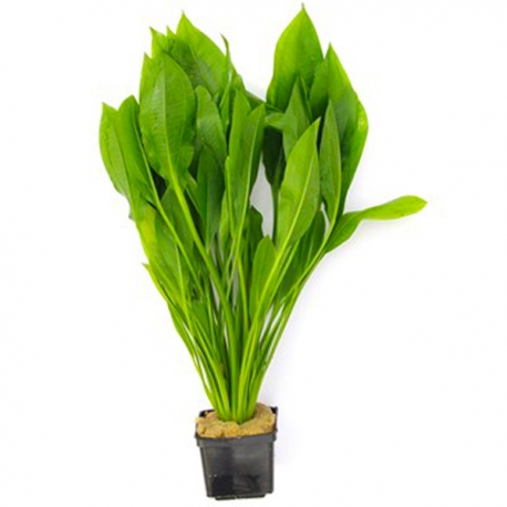 Echinodorus Grisebachii Bleherae XXL - Plante en Pot pour Aquarium Aqua Store