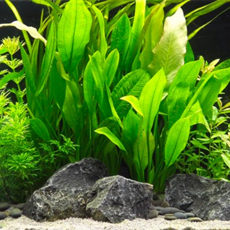 Echinodorus Grisebachii Bleherae XXL - Plante en Pot pour Aquarium photo Aqua Store