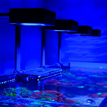 Aquarium RED SEA Reefer Max 525 G2+ et Meuble Blanc - Tout équipé Aqua Store