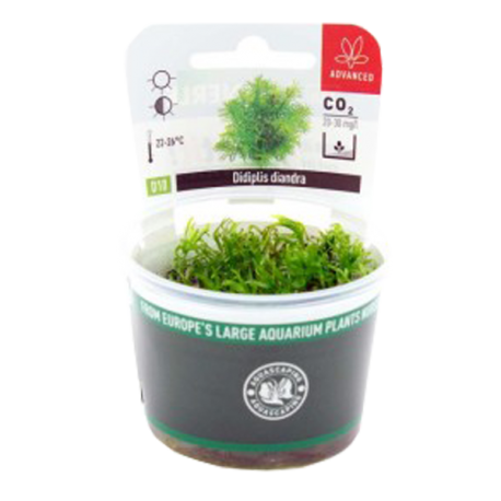 Image 1 - DENNERLE Didiplis Diandra, plante en pot in vitro pour aquarium Aqua Store