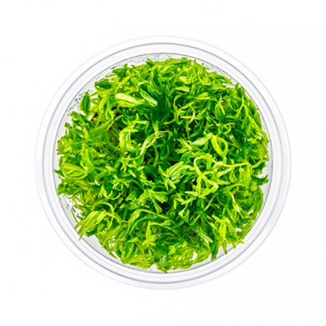 DENNERLE Didiplis Diandra, plante en pot in vitro pour aquarium Aqua Store