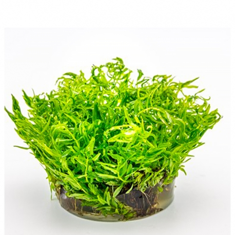 Image 1 - DENNERLE Didiplis Diandra, plante en pot in vitro pour aquarium Aqua Store
