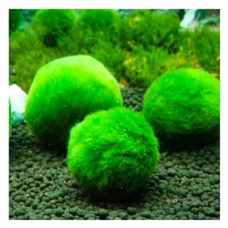 Aegagropila Linnaei (Cladophora), SuperBalls - Boules d'algues - Lot de 3