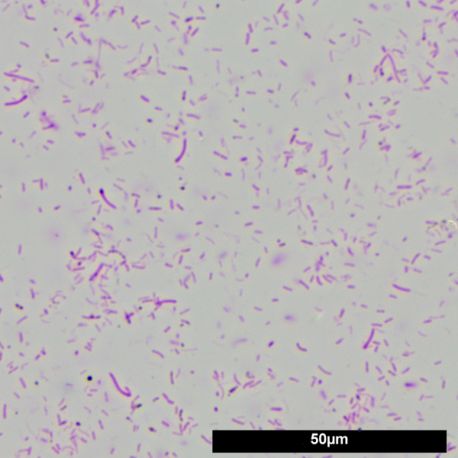 Image 2 - JBL Denitrol 100 ml - Dénitrification biologique de l'aquarium Aqua Store