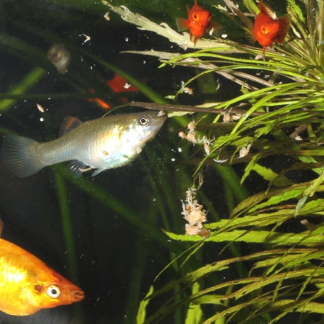 Image 1 - JBL PlanktonPur M, 8 sticks de 2 g de nourriture poissons eaux douce et eau de mer Aqua Store