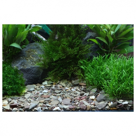 Image 1 - DENNERLE Gravier Plantahunter Rio Xingu - 5 kg Aqua Store