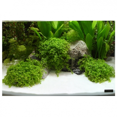 Image 2 - DENNERLE Gravier Plantahunter Beach 0.1-0.6 mm - 5 kg Aqua Store