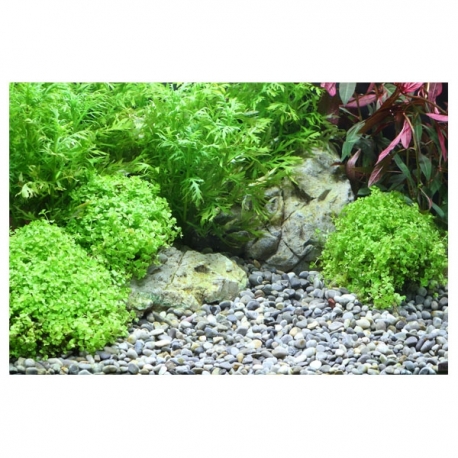 Image 2 - DENNERLE Gravier Plantahunter River 4-8 mm - 5 kg Aqua Store