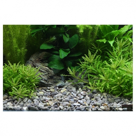 Image 2 - DENNERLE Gravier Plantahunter River 8-12 mm - 5 kg Aqua Store
