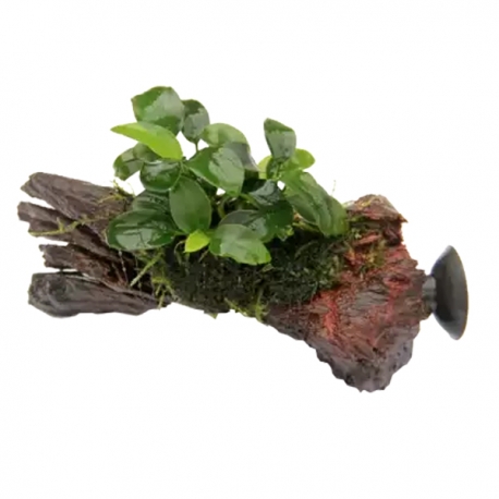 DENNERLE Anubias Bonsai Nano sur racine à ventouse Aqua Store