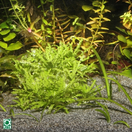 Image 1 - JBL Sansibar GREY 5kg Substrat fin gris pour aquarium Aqua Store