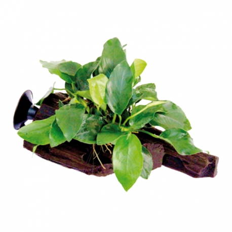DENNERLE Anubias Nana sur racine à ventouse Aqua Store