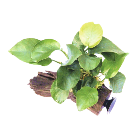 DENNERLE Anubias Barteri sur racine à ventouse Aqua Store