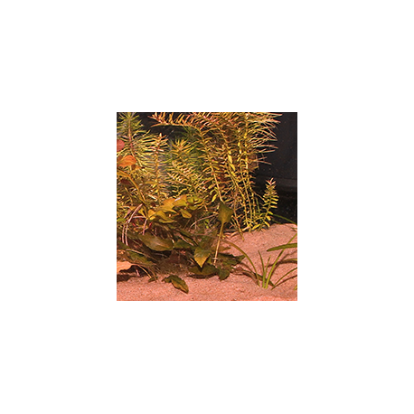 Image 1 - JBL Sansibar RED 5kg Substrat fin rouge pour aquarium Aqua Store