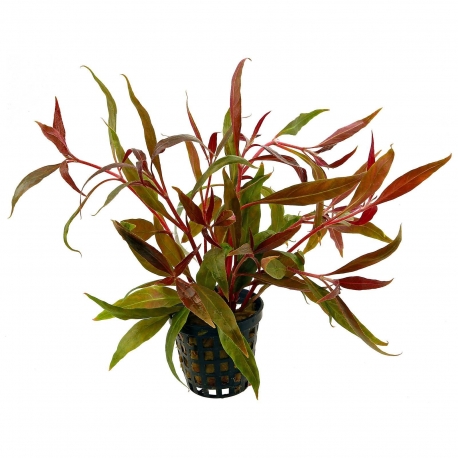 Plante Aquarium - ALTERNANTHERA ROSAEFOLIA - 5CM Aqua Store