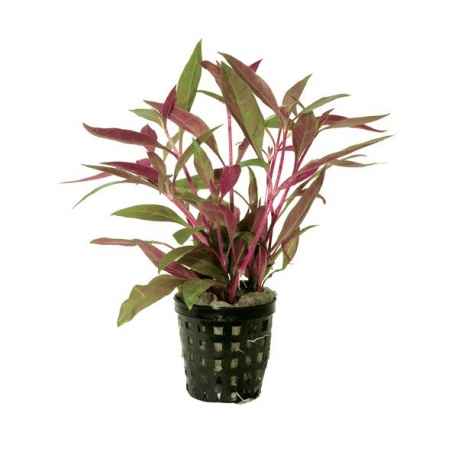 Plante Aquarium - ALTERNANTHERA ROSAEFOLIA MINI - 5CM Aqua Store