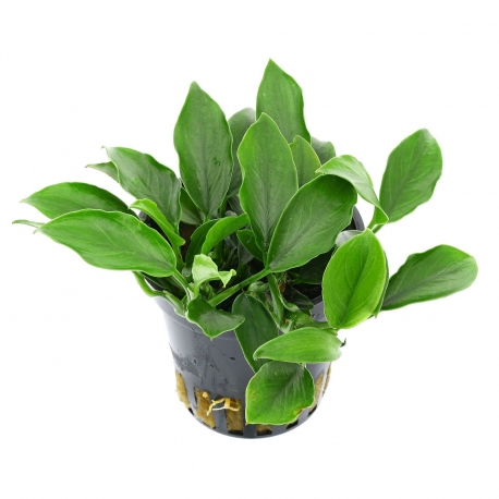 Plante Aquarium - ANUBIAS BARTERI VAR.NANA - 5CM Aqua Store