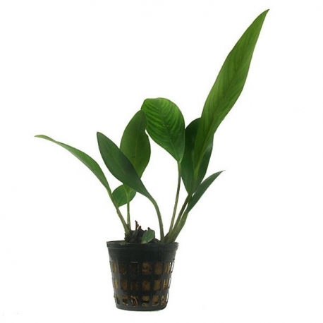 Plante Aquarium - ANUBIAS CONGENSIS - 5CM Aqua Store
