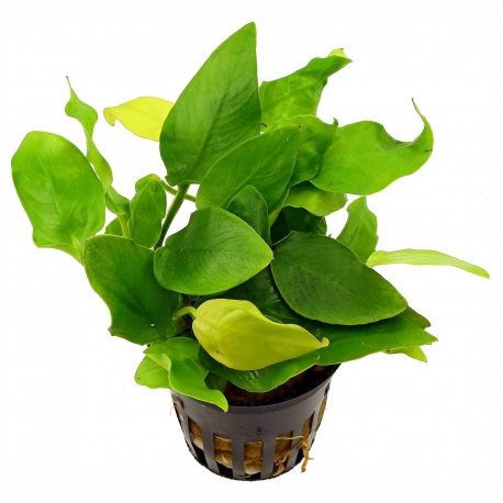 Plante Aquarium - ANUBIAS NANA - 5CM Aqua Store