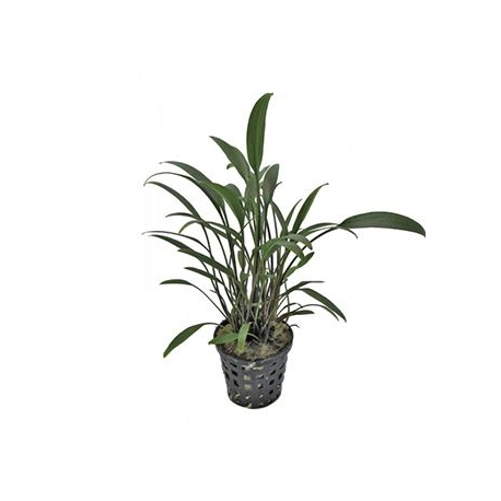 Plante Aquarium - CRYPTOCORYNE AMICORUM - 5CM Aqua Store