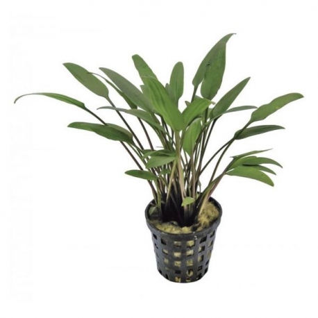 Plante Aquarium - CRYPTOCORYNE NEVELLI - 5CM Aqua Store
