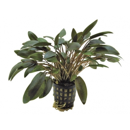 Plante Aquarium - CRYPTOCORYNE WENDTII BRUIN - 5CM Aqua Store