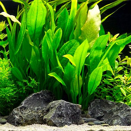 Image 1 - Echinodorus bleheri XL - Plante en pot pour aquarium Aqua Store