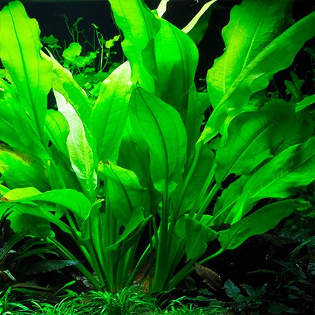 Image 2 - Echinodorus bleheri XL - Plante en pot pour aquarium Aqua Store