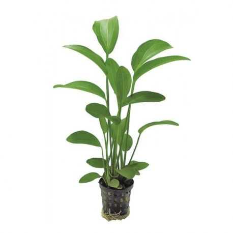 Plante Aquarium - ECHINODORUS HARBII - 5CM Aqua Store