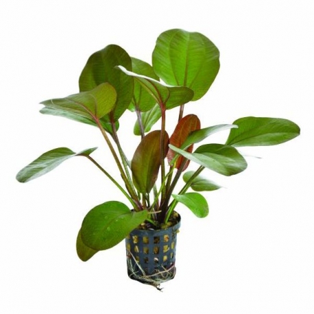 Plante Aquarium - ECHINODORUS RUBRA - 5CM Aqua Store