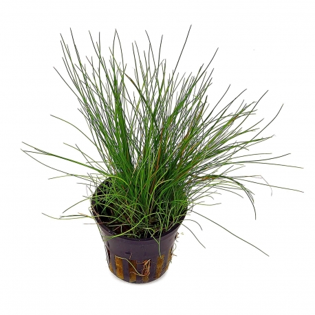 Plante Aquarium - ELEOCHARIS ACICULARIS - 5CM Aqua Store
