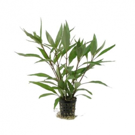 Plante Aquarium - HYGROPHILA CORYMBOSA THAILAND - 5CM Aqua Store