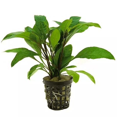 Hygrophila guanensis - Plante en pot pour aquarium Aqua Store