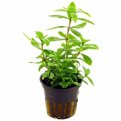Plante Aquarium - HYGROPHILA POLYSPERMA - 5CM Aqua Store