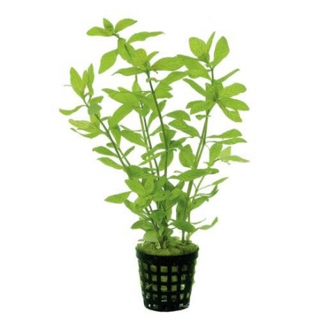 Plante Aquarium - HYGROPHILA ROSAE AUSTRALIS - 5CM Aqua Store