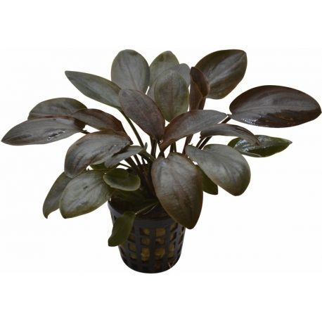 Plante Aquarium - LAGENANDRA MEEBOLDII RED - 5CM Aqua Store