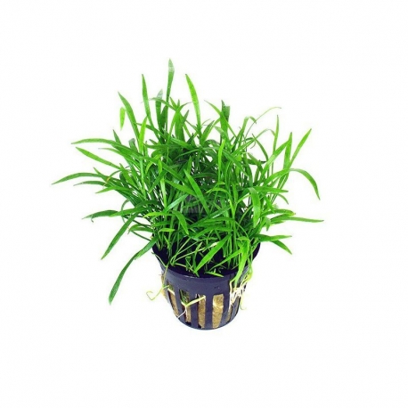 Plante Aquarium - LILAEOPSIS NOVEA ZEALANDIA - 5CM Aqua Store