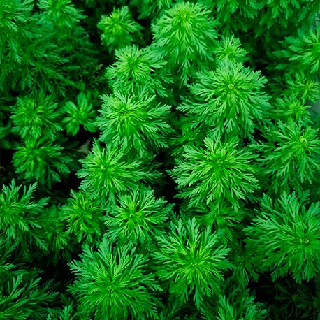 Image 1 - Limnophila heterophylla - Plante en pot pour aquarium Aqua Store