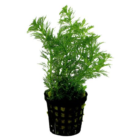 Limnophila heterophylla - Plante en pot pour aquarium Aqua Store