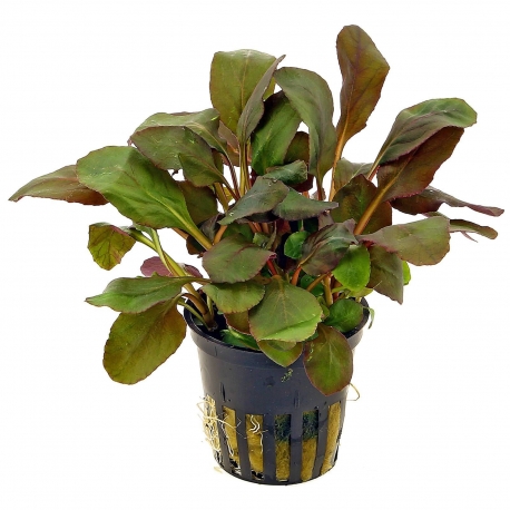 Plante Aquarium - LOBELIA CARDINALIS - 5CM Aqua Store