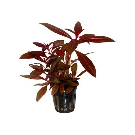 Plante Aquarium - LUDWIGIA GLANDULOSA - 5CM Aqua Store