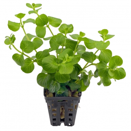 Plante Aquarium - LYSIMACHIA NUMMULARIA AUREA - 5CM Aqua Store