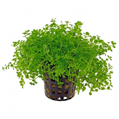 Plante Aquarium - MICRANTHEMUM MONTE CARLO - 5CM Aqua Store