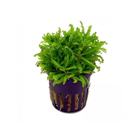 Plante Aquarium - POGOSTEMON HELFERI - 5CM Aqua Store